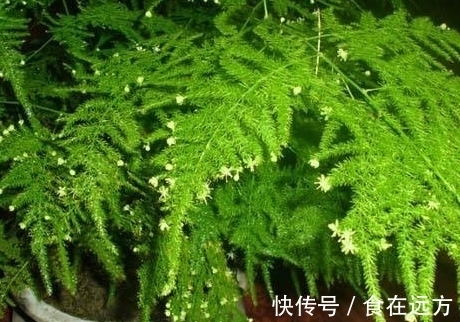 刚买的文竹,一个月后枝繁叶茂,价值翻了好几倍