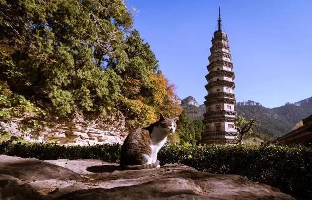 石勒|中国历史上真正深不可测的“扫地僧”,是那么的不可思议!