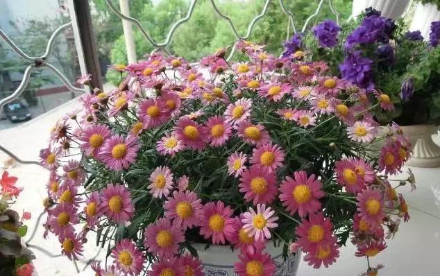 仙客来|这“5种花”,别喷水到叶子上,要不马上“死给你看”,就是任性