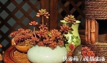 散射处|夏天来了，这些多肉要小心了，不然就死翘翘了！