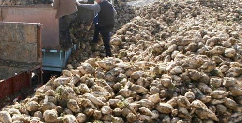 埋了就能活,亩产5千斤,价格也不错,却没几人愿意种