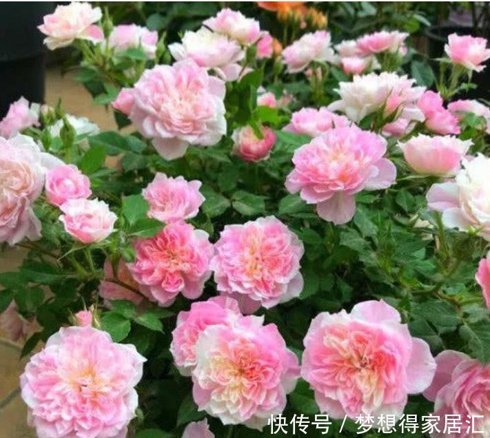 茬花|家庭常养4种花,养护简单,花朵漂亮,一茬茬花开不停!