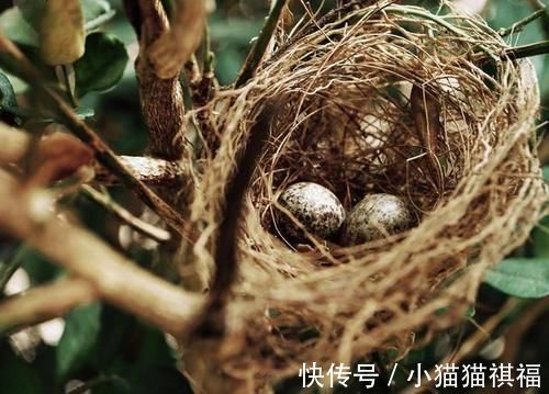 造假|网红燕窝小仙炖“瞒报”亏损称“疏忽” 产品造假手法早被揭秘