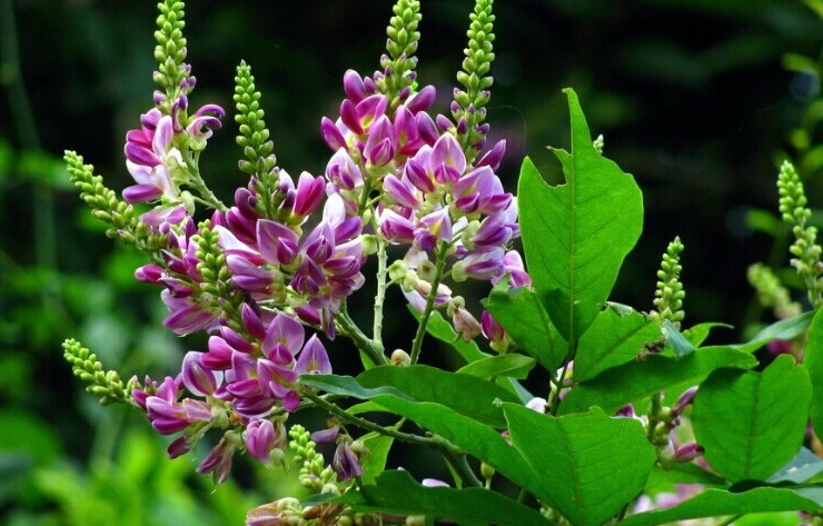 鸡血藤花色十分艳丽,藤枝还能流出“鸡血”,非常独特美丽!