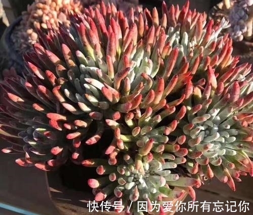 4种迷人多肉，光看一眼就沦陷了，谁见了都夸美，值得拥有！