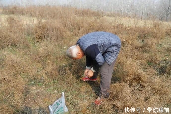 玉米面|房檐下的一株“野草”，开水烫一下就能吃，现在却卖10元一斤