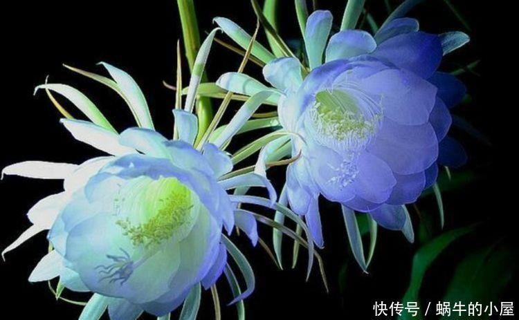 4种花超漂亮，随便一养成花海，一开就是300多天