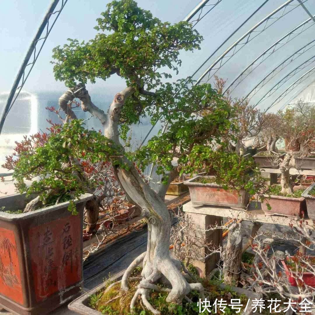 养花新手玩盆景?这5种再合适不过了,个个养成艺术品