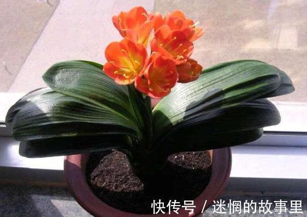 盆栽君子兰浇水贯彻12字真言，肉质根越长越健壮、花越开越多