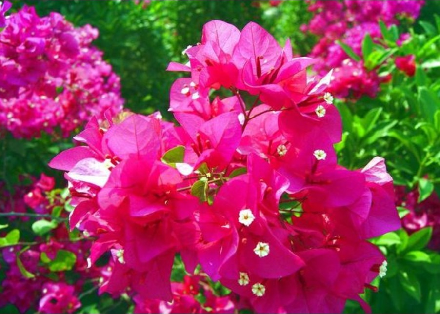 “5种花”是爆盆能手,好养易活,直接开成“花海”,太美了!