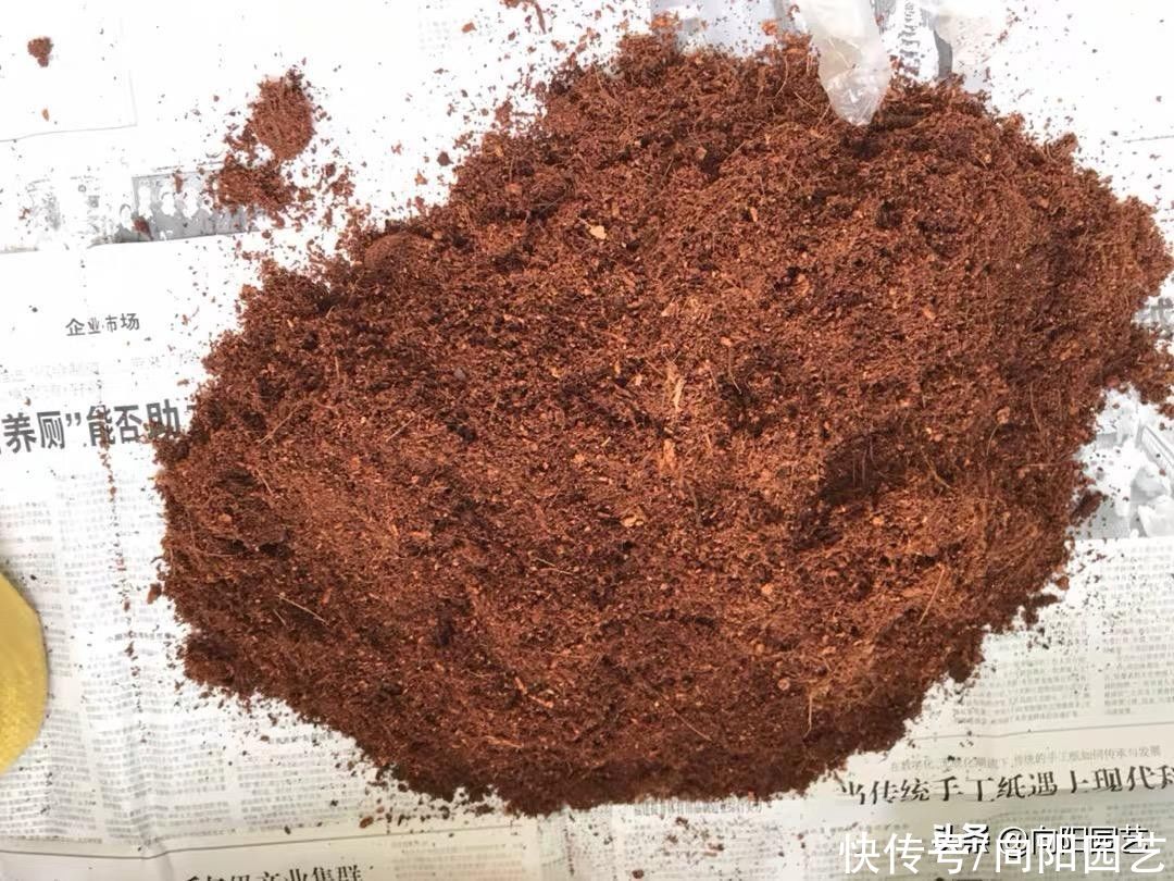 立春过后养花，自己学会配土，有机质含量高，种月季很好用