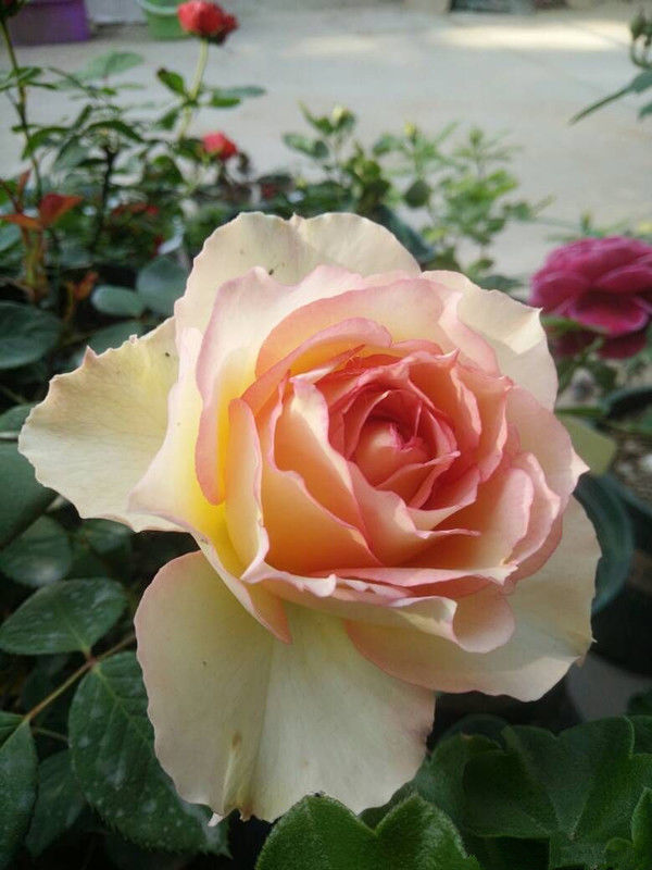 最适合新手养的几种花,沾土就活,给点阳台就灿烂,漂亮大气!