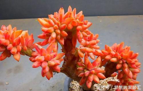 老桩多肉|养了3年的多肉不出状态?教你几个小技巧,冬天照样美美哒!