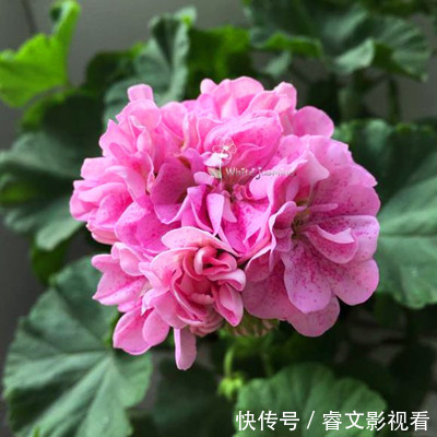 阳台种了30多种天竺葵,美不胜收,客人来了都舍不得走