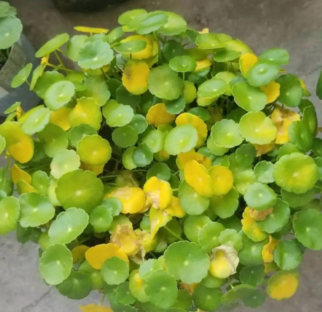 虐着养的花,剪成秃子,半月不浇水,呼呼开花