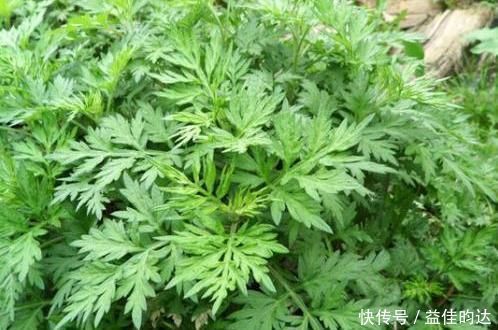 艾叶|农村路边一野菜,又称女性妇科病的“救命草”,值得一试