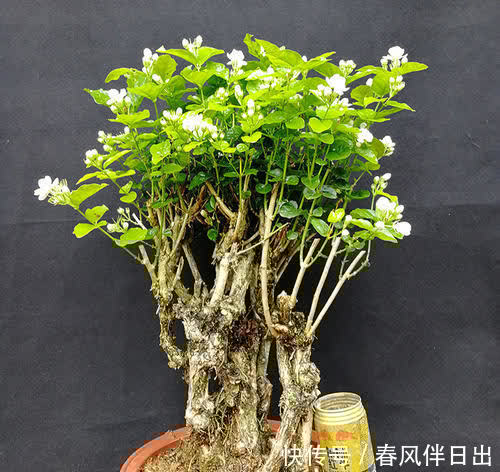 养了3年的茉莉花变老桩,长成“巨无霸”,清香宜人大半年!