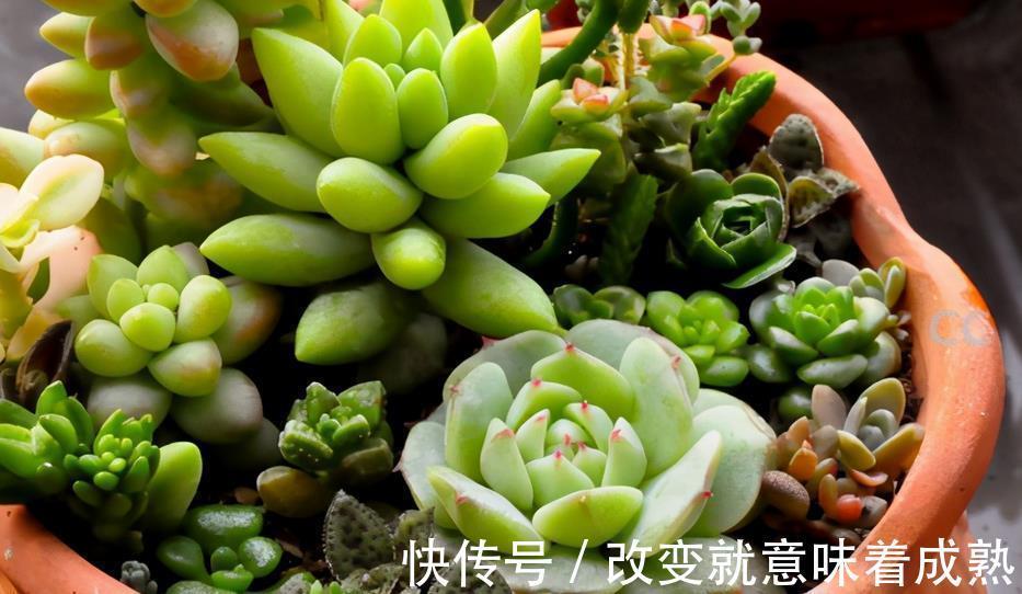 养多肉,新人入坑,记牢这3点,少走弯路,盆栽养得好