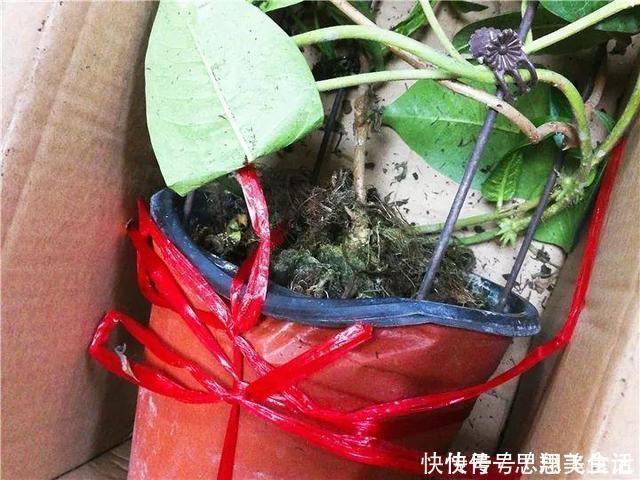 花苞|这花一开就是大半年,枝条沾水就活,根比萝卜还粗