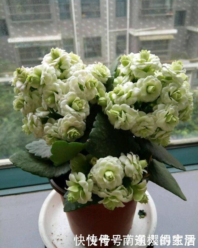 冬天养花选“长寿”，这10个品种“好养”，一个赛一个的漂亮