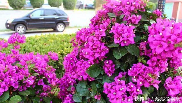 米醋|厨房里一种“调味料”,兑水浇了三角梅,从不黄叶,特别爱开花