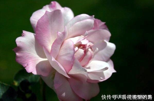 20款紫色月季品种。浓香、抗病非常好养,天然紫色唯美盛开