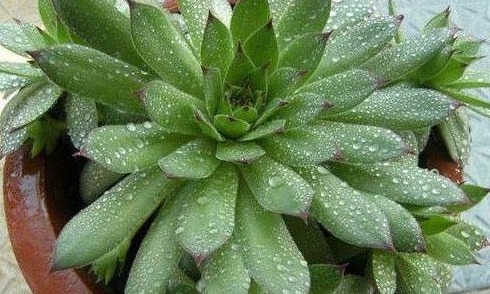 婆婆把酒精倒在多肉上，没过几天大变样，应该早点那么做