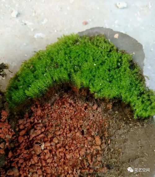 排水性|街上没人要的几种东西,都是养花宝贝,养花高手早早就捡回家了