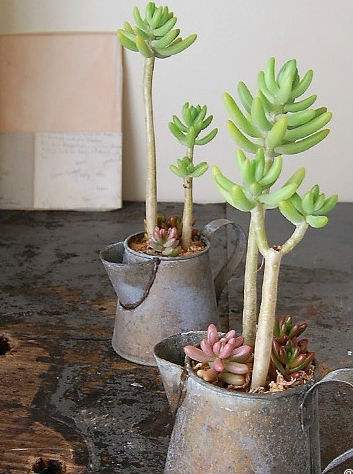 多肉徒长太难看,别急,1分种教你变“群生”和“老桩”!