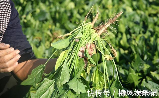春天买菠菜，注意区分“红根”和“白根”，营养差别大，别买错了