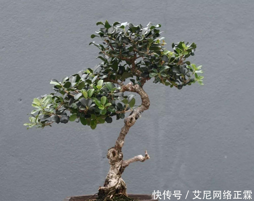 新手养护盆景的几个入门技巧,多花功夫才能养好