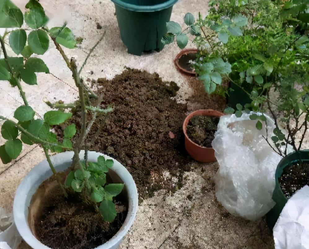 花盆儿|养花总不好？4个“胡乱闹”，看你占了几个，难怪养的差劲
