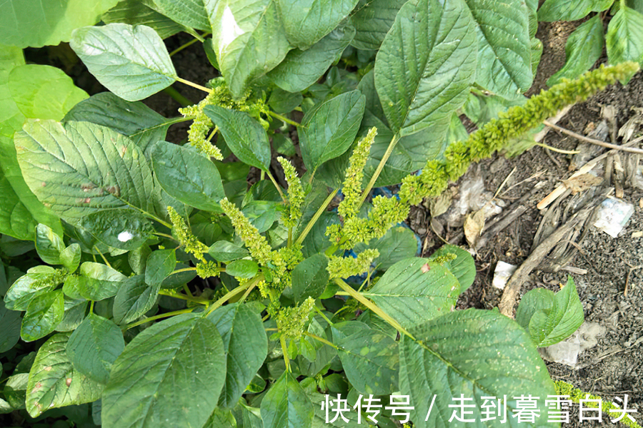 野果|入侵我国多地泛滥,家畜食用经常中毒,如今却成了“高端”野菜