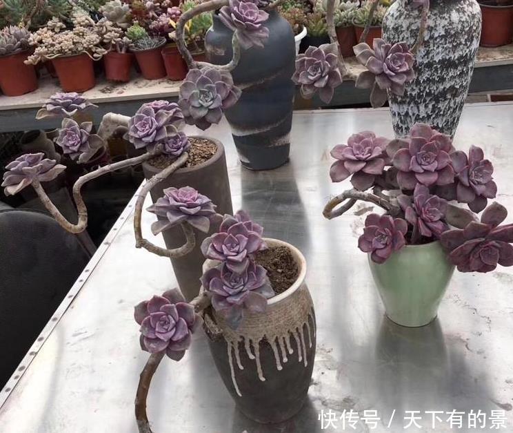 夏季|有1片叶子就能活的紫乐,夏季盆栽,注意3点才叶子肥美