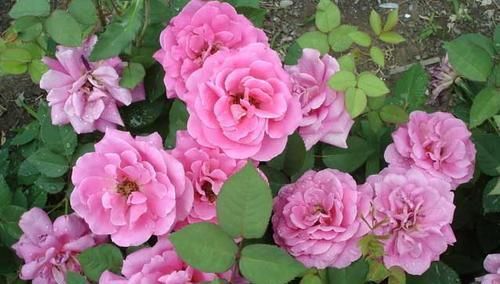 给月季吃条鱼，来年花开满盆，花期长达200天，你也试试！