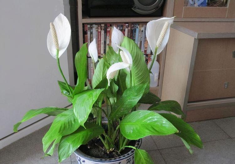 农历10月3日立冬后,养什么花?以下3种花,多福多寿健康幸福