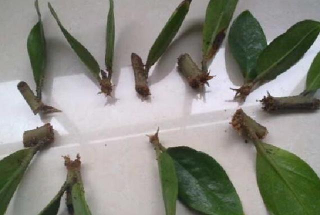 金钱树只需掌握以下几点,不烂根,生长快,还能一盆变多盆