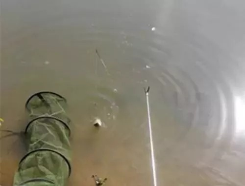 冬季巧用漂,鱼获不会少,冬季野钓最实用的调漂技巧