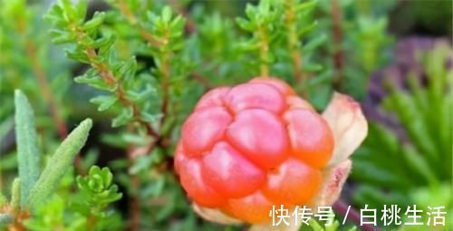 排毒衰老|聪明女性爱吃3种食物，清热解毒、排毒衰老，早吃早受益！