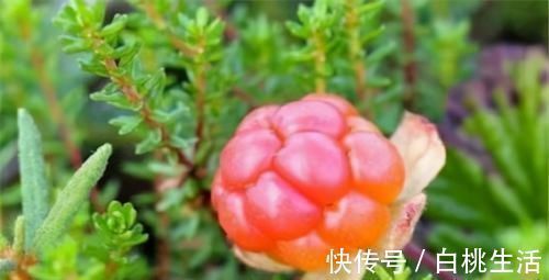 排毒衰老|聪明女性爱吃3种食物,清热解毒、排毒衰老,早吃早受益!
