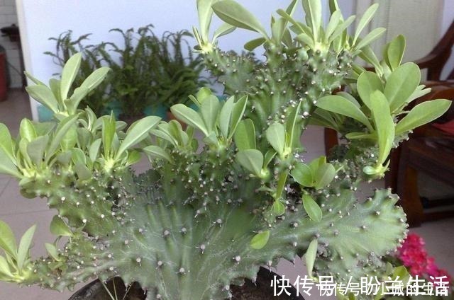 空气|这3种花长得丑，却能净化空气，摆在家里气势不小！