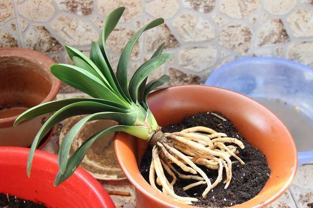 修剪|君子兰换盆时要剪根别太随意,剪错会整盆死