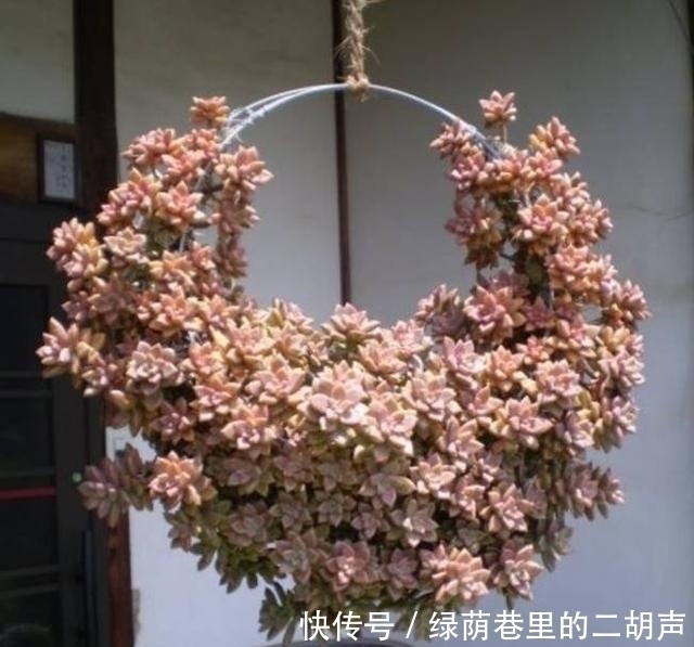 叶丛中心|王大妈把这3种多肉吊起来养,瞬间被圈粉,美炸了