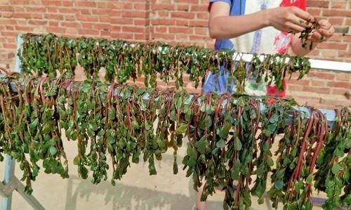 好吃|这菜晒干后，比新鲜的好吃太多，一次晒上30斤，随吃随取，真省事