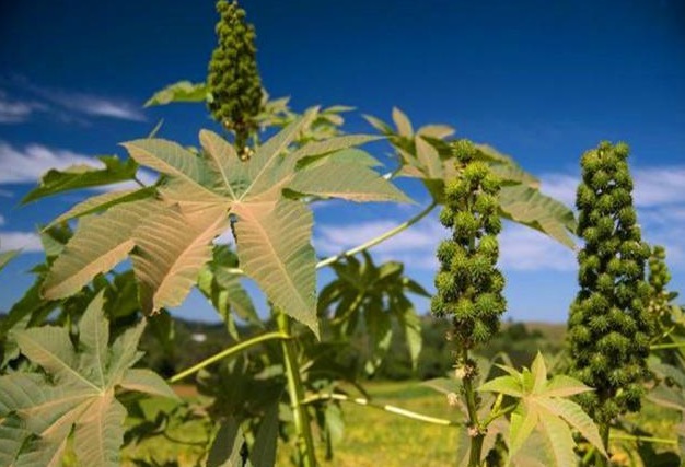 野草|农村这种野草,是治痔疮的良药,如今价值珍贵要12元一斤