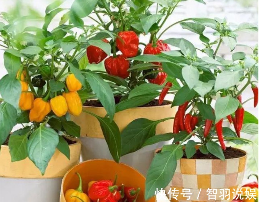 养花不如种菜，阳台盆栽几盆，“每天”采摘新鲜菜，全家都够吃！