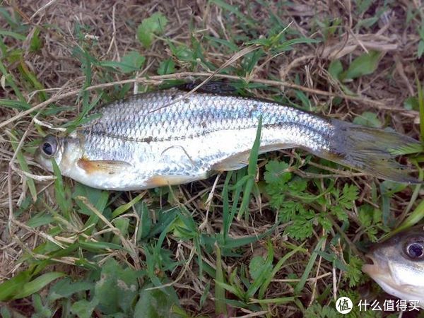 钓饵|它形似翘嘴神似鳊鱼，中国四川特有鱼种，当地人称麦线鱼，钓过吗