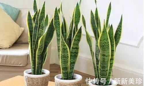 3种花卉能长2米高,养在客厅大气,亲戚、朋友都说好