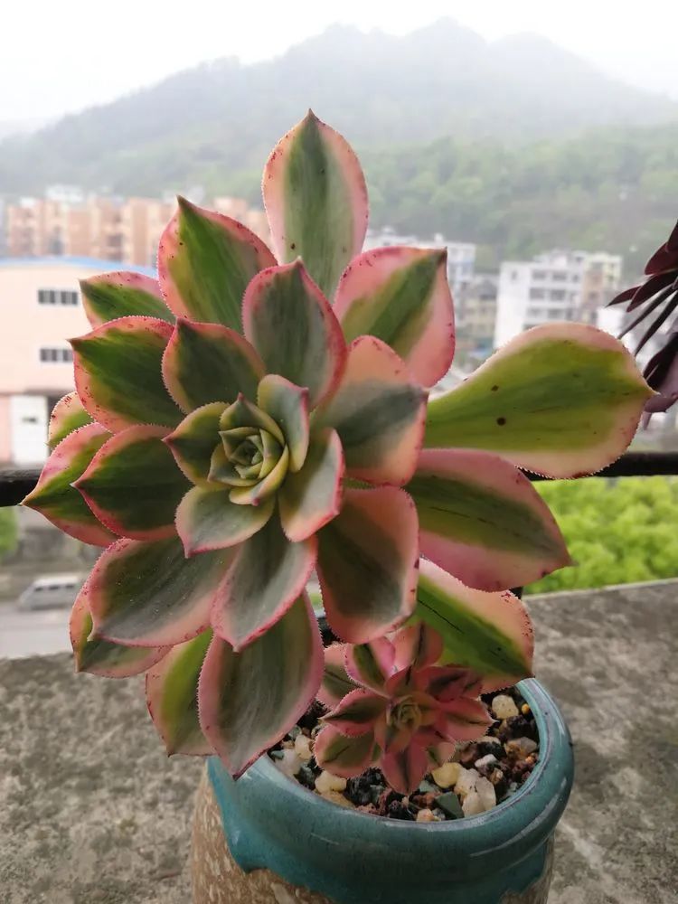 养多肉两年，200多盆养死的不到10盆，记录点点滴滴！