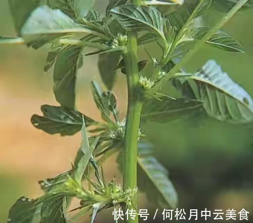 江南人|60种常见野菜,高清大图,收集全了真不容易!